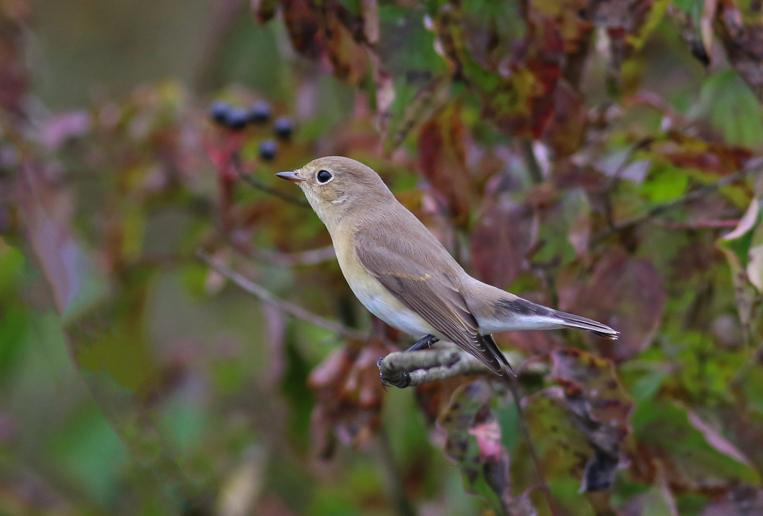 Red-breasted Flycatcher